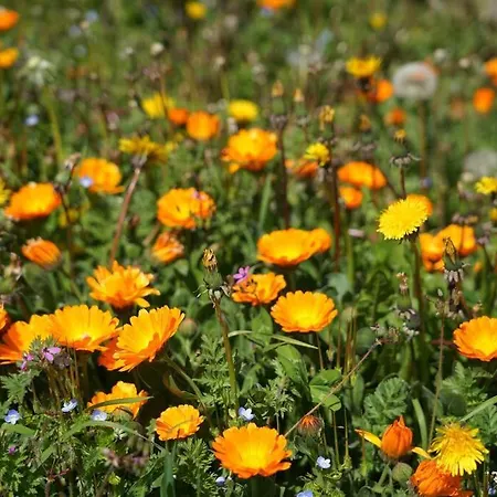 Groupe La Farigoule A Σπίτι διακοπών Siguer