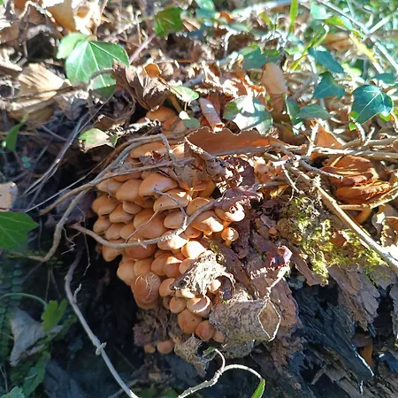 Groupe La Farigoule A