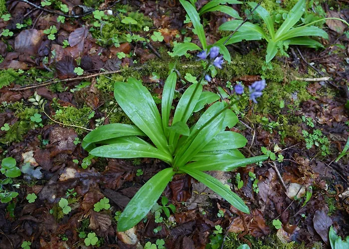 Groupe La Farigoule A * Siguer