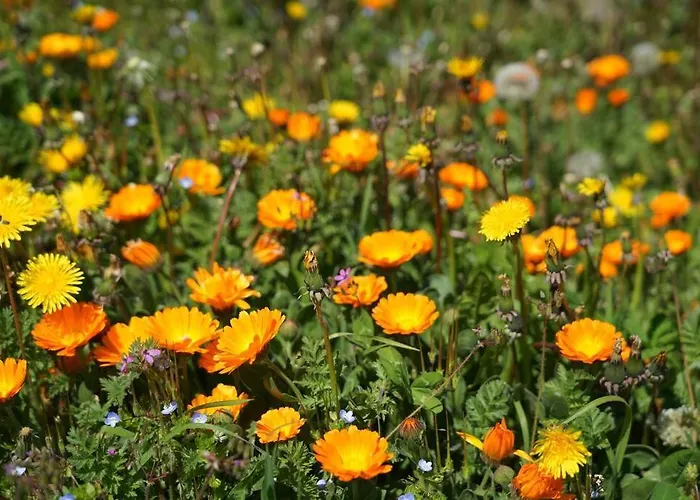 Groupe La Farigoule à Casa vacanze Siguer