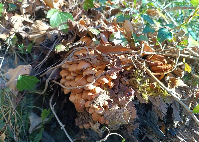 Groupe La Farigoule à